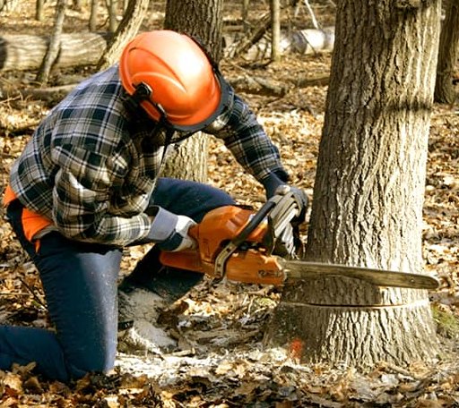 Tree Removal in Bunker, MO